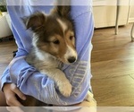Small #9 Shetland Sheepdog