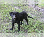 Small #12 Labrador Retriever-Mutt Mix