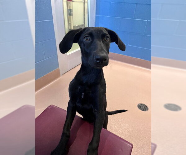 Medium Photo #1 Labrador Retriever-Unknown Mix Puppy For Sale in Plano, TX, USA
