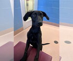 MOCHA - Female Labrador Retriever-Unknown Mix Dog for Adoption - Small photo