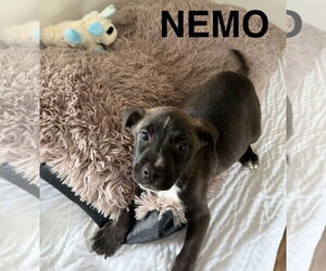 Mutt Dogs for adoption in Woodbury, NY, USA