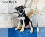 Small Photo #6 German Shepherd Dog Puppy For Sale in OCALA, FL, USA