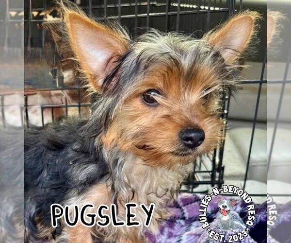 Medium Photo #3 Mutt Puppy For Sale in Omaha, NE, USA