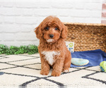 Small #5 Cavapoo (Miniature)