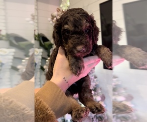 Double Doodle Puppy for sale in SUMMERVILLE, SC, USA