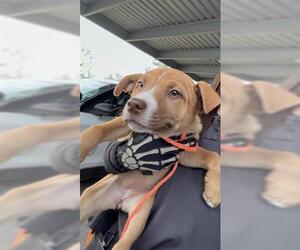 Staffordshire Bull Terrier Dogs for adoption in Houston, TX, USA