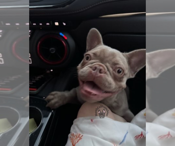 Medium Photo #3 French Bulldog Puppy For Sale in SACRAMENTO, CA, USA