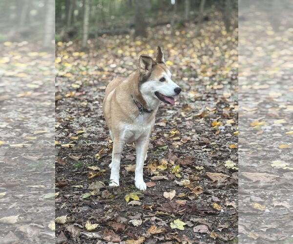 Medium Photo #3 Siberian Husky-Unknown Mix Puppy For Sale in Germantown, OH, USA