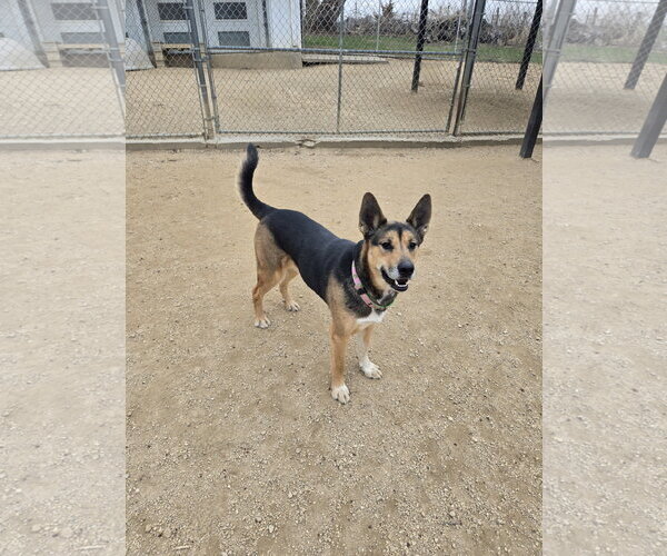 Medium Photo #1 Mutt Puppy For Sale in Maquoketa, IA, USA