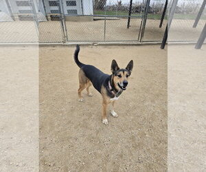 Mutt Dogs for adoption in Maquoketa, IA, USA