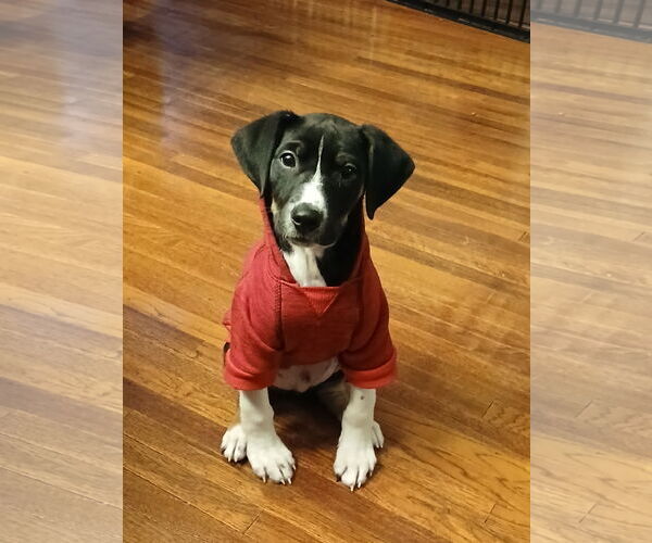 Medium Photo #1 Beagle-Unknown Mix Puppy For Sale in Minneapolis, MN, USA