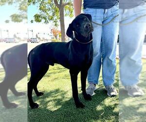 Labrador Retriever Dogs for adoption in Bakersfield, CA, USA