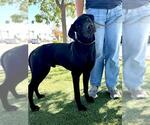 Small Labrador Retriever