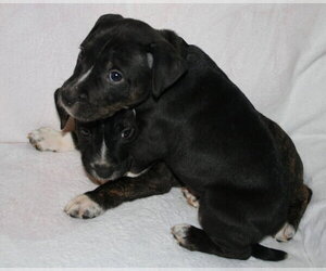 Willow- Brynns litter - Female American Staffordshire Terrier-Unknown Mix Dog for Adoption - Photo #8