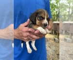 Puppy Puppy 4 Beagle
