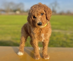 Poodle (Standard) Puppy for sale in MODESTO, CA, USA