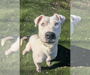 Winter - Female American Pit Bull Terrier-Catahoula Leopard Dog Mix Dog for Adoption - Photo #2