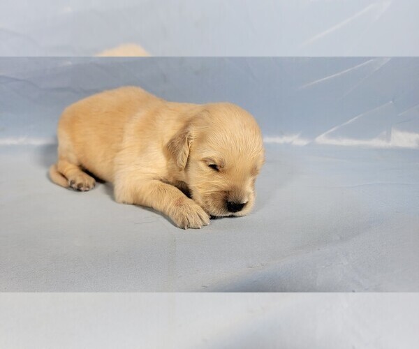 Medium Photo #62 Golden Retriever Puppy For Sale in FALCON, CO, USA