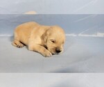Small #3 Golden Retriever