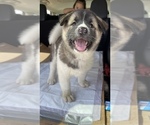 Small Photo #9 Akita-Alusky Mix Puppy For Sale in SAN JACINTO, CA, USA