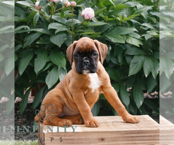 Medium Photo #3 Boxer Puppy For Sale in NARVON, PA, USA