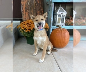 Shiba Inu Puppy for sale in STELLA, MO, USA