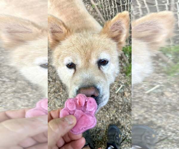 Medium Photo #1 Chow Chow Puppy For Sale in Landenberg, PA, USA