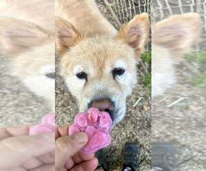 Chow Chow Dogs for adoption in Landenberg, PA, USA