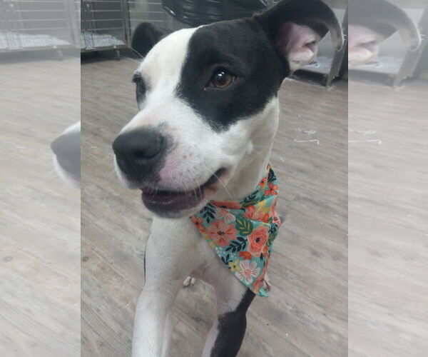 Medium Photo #4 American Pit Bull Terrier-Unknown Mix Puppy For Sale in Murfreesboro, NC, USA