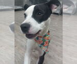 Small #3 American Pit Bull Terrier Mix