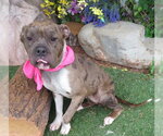 Small #1 Bulldog-Catahoula Leopard Dog Mix