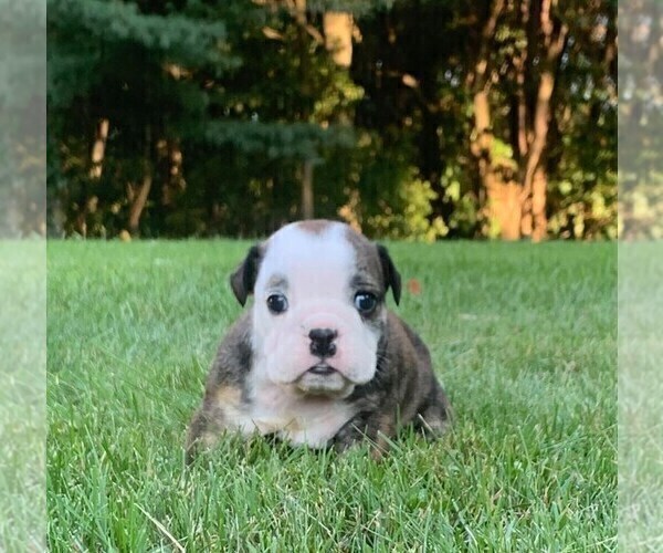 Medium Photo #1 English Bulldog Puppy For Sale in NAPPANEE, IN, USA
