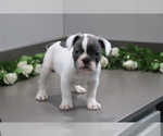 Small Photo #1 French Bulldog Puppy For Sale in SHILOH, OH, USA