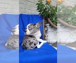 Small Photo #2 French Bulldog Puppy For Sale in INDIANAPOLIS, IN, USA