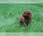 Small Photo #1 Poodle (Miniature) Puppy For Sale in EVART, MI, USA