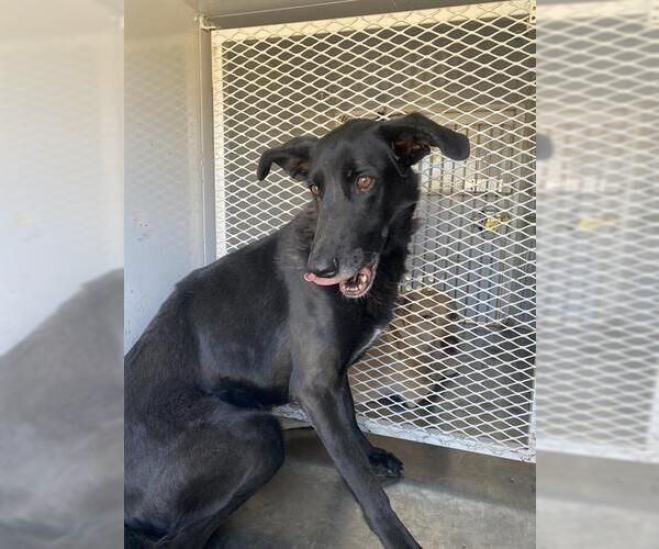 Medium Photo #1 Borzoi-Unknown Mix Puppy For Sale in Bakersfield, CA, USA