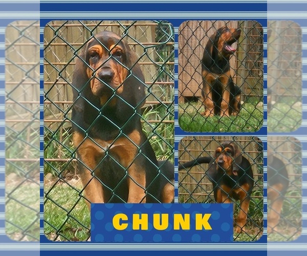 Medium Photo #3 Bloodhound Puppy For Sale in TOCCOA, GA, USA