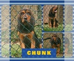 Small #2 Bloodhound
