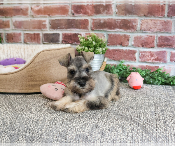 Medium Photo #7 Schnauzer (Miniature) Puppy For Sale in SYRACUSE, IN, USA