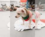 Small Photo #5 Chihuahua-Unknown Mix Puppy For Sale in Visalia, CA, USA