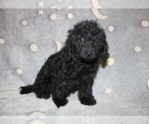 Goldendoodle (Miniature) Puppy for sale in BLOOMINGTON, IN, USA