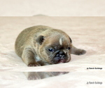 Small Photo #17 French Bulldog Puppy For Sale in WINNSBORO, TX, USA