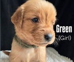 Puppy 8 Golden Retriever