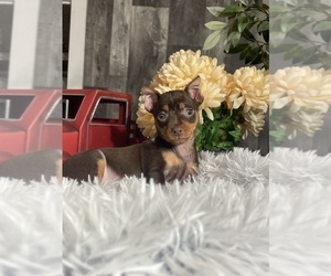 Miniature Pinscher Puppy for sale in CANOGA, NY, USA