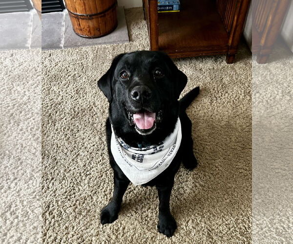 Medium Photo #3 Labrador Retriever Puppy For Sale in Warrington, PA, USA