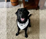 Small #2 Labrador Retriever