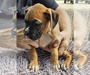 Boxer Puppy for sale in GOLDFIELD, IA, USA