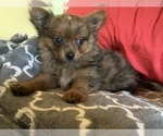 Small Photo #9 Pomeranian Puppy For Sale in KEAAU, HI, USA