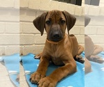 Small Photo #94 Rhodesian Ridgeback Puppy For Sale in KELLER, TX, USA