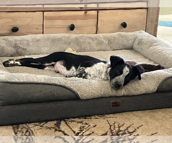 Medium Photo #4 Mutt Puppy For Sale in Garden City, NY, USA